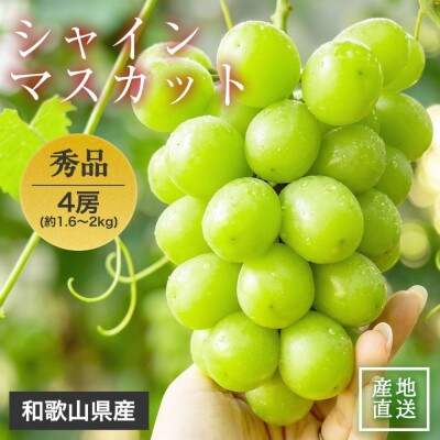 【2027年9月より順次発送】森本農園のシャインマスカット　贈答用　4房　1.6kg～2kg
