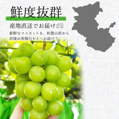 【2027年9月より順次発送】森本農園のシャインマスカット　贈答用　4房　1.6kg～2kg