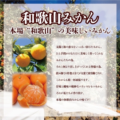 【訳あり】和歌山みかん 9.5kg+補償分500g　サイズ混合 11月より順次発送　訳ありみかん
