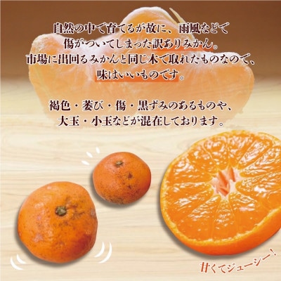 【訳あり】和歌山みかん 9.5kg+補償分500g　サイズ混合 11月より順次発送　訳ありみかん