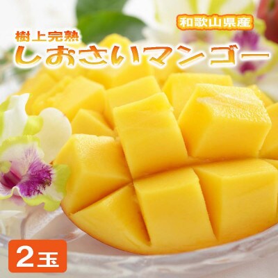和歌山県産 樹上完熟しおさいマンゴー(2玉入り)(海南市)