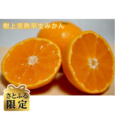 【さとふる限定】樹上完熟早生みかん 約10kg SS～Lいずれか 山下農園