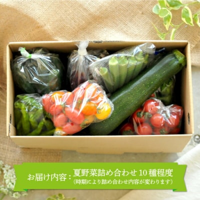 《令和8年分》数量限定!季節のお野菜詰め合わせ 夏(配送時期:7月～8月)【01017】