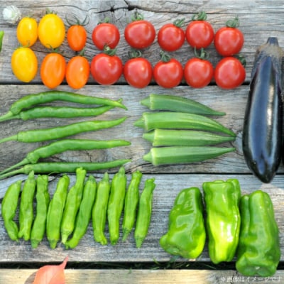 《令和8年分》数量限定!季節のお野菜詰め合わせ 夏(配送時期:7月～8月)【01017】