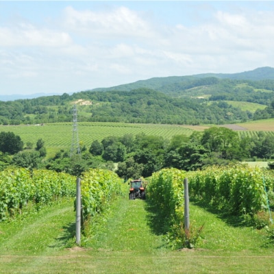 三國シェフ推奨!山崎ワイン(白1本・750ml)【02003】