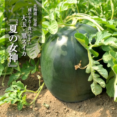 《2026年分受付中》『夏の女神』大玉!種が少なくて甘い黒皮スイカ1玉入(6～8kg)【01061】