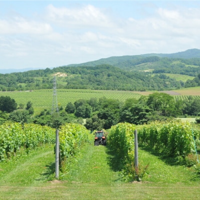 三國シェフ推奨!山崎ワイン(赤・白2本セット)各750ml【02002】