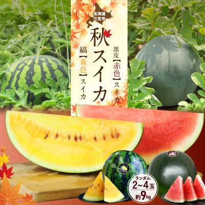 《2026年分受付中》秋に収穫される赤色スイカor黄色スイカ2～4玉(約9kg)【01149】
