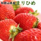 和歌山県産ブランドいちご「まりひめ」大粒系約300g×2パック入り(那智勝浦町)