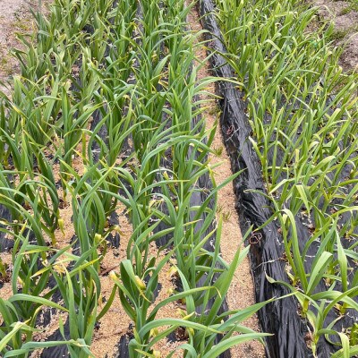 和歌山県産生にんにく約1kg　ご家庭用(那智勝浦町)