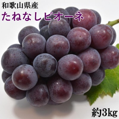 【新鮮・産直】和歌山県産たねなしピオーネ約3kg(4房～7房)(那智勝浦町)