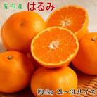 【厳選・濃厚】紀州有田産のはるみ約4kg(サイズおまかせ)(那智勝浦町)