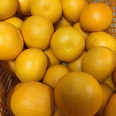 和歌山県産　八朔 10kg　秀品