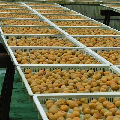 紀州南高梅　白干梅干し　500g　ご家庭用