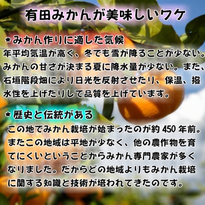 有田みかん【特秀品小玉S～M、高糖度】5kg!　2025年10月より順次発送