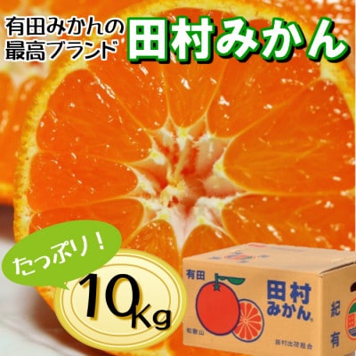 有田の高級ブランド「田村みかん」秀品10kg【11月発送分】S～Lサイズ