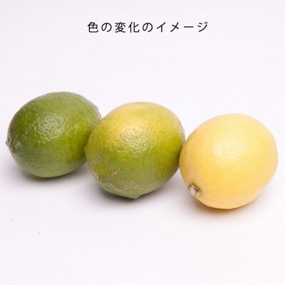 レモン5kg+250g(傷み補償分)【和歌山有田産】【防腐剤・WAX不使用、安心の国産レモン】