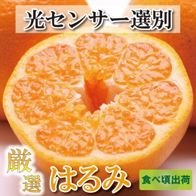 <2月発送>厳選はるみ3.5kg+105g(傷み補償分)【光センサー選別】
