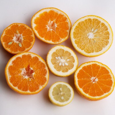 <4月より発送>家庭用旬の柑橘詰合せ3kg+90g(傷み補償分)【訳あり】【光センサー選別】