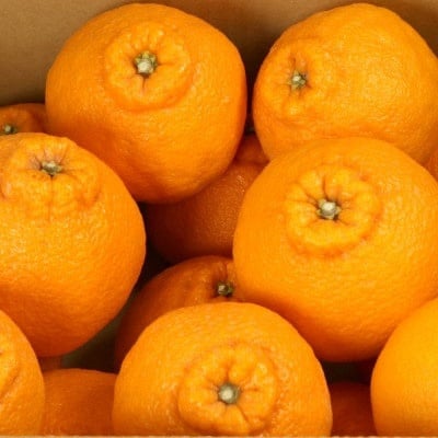 厳選 不知火2.5kg+250g(傷み補償分)【デコポンと同品種・人気の春みかん】