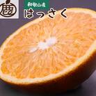 厳選 はっさく5kg+250g(傷み補償分)【八朔みかん】【光センサー選別】