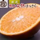 厳選 樹上完熟はっさく10kg+250g(傷み補償分)【有田の春みかん・五月八朔・木生りはっさく】