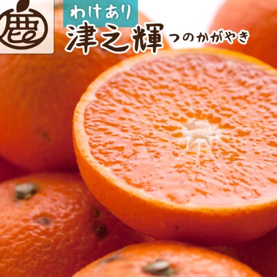 家庭用 津之輝10kg+250g(傷み補償分)【訳あり】【つのかがやき】【せとかに似た柑橘】