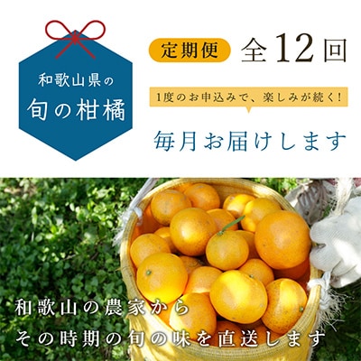 【発送月固定定期便】季節の柑橘定期便B【フルーツ定期便】【和歌山県有田】全12回