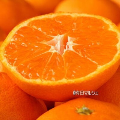 【2022年11月～発送】【和歌山有田ブランド】農家直送!ご家庭用訳あり濃厚有田みかん　約10kg