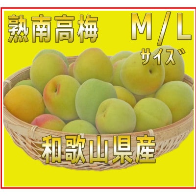 2025/6月より発送【梅干し・梅酒用】紀州和歌山の熟南高生梅　MorL-10kg 