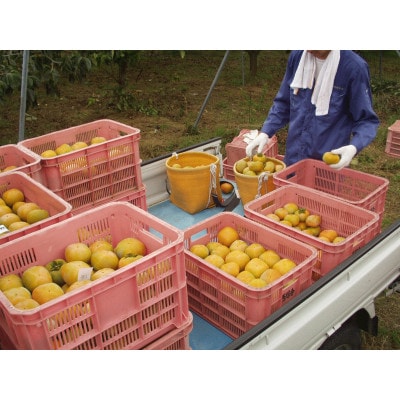 たねなし柿3Lサイズ-28個箱詰め
