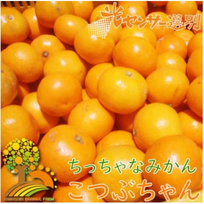 【25年10月～順次発送】ちっちゃな有田みかん約5kg(3S～Sサイズ混合)nuk004-s-5