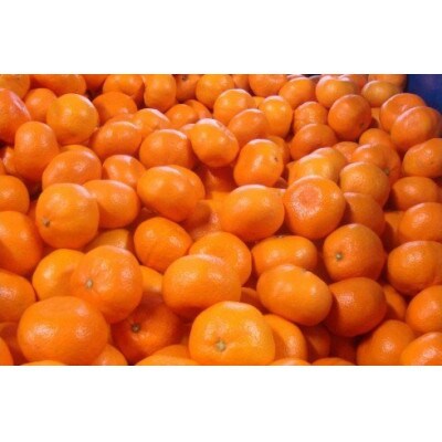 【25年10月より順次発送】有田みかん 大玉3L以上 約10kg nuk004-l-10A