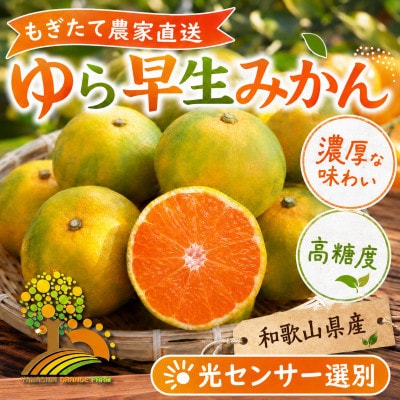 濃厚な味わい ゆら早生みかん 約7kg (nuk003-yura-7)