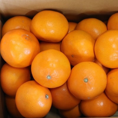 【2027年2月より順次発送】　和歌山県産　せとか　約5kg　秀品　【まごころ手選別】