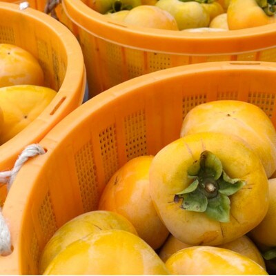 先行受付!　柿　種無し　赤秀品　超大玉　5～6個