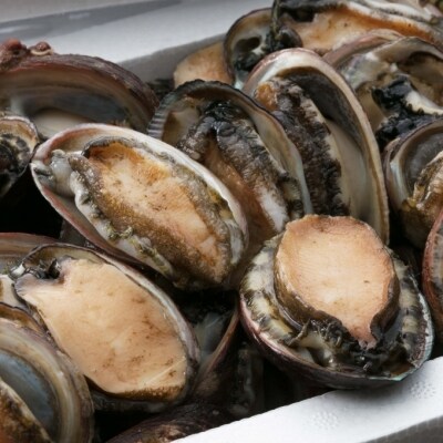 天然トコブシ1kg お礼品詳細 ふるさと納税なら さとふる