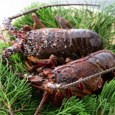 天然伊勢海老 1kg 天然まぐろのチャンジャセット お礼品詳細 ふるさと納税なら さとふる