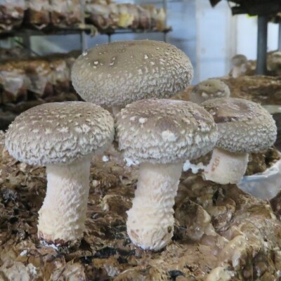 佐喜浜しいたけ(約1kg)
