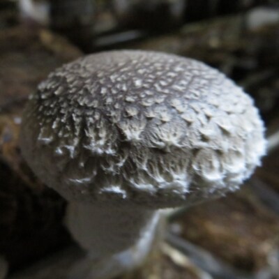 佐喜浜しいたけ(約1kg)