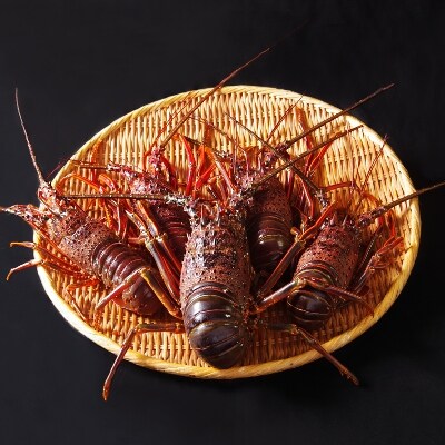 天然伊勢海老 1kg 天然まぐろのチャンジャセット お礼品詳細 ふるさと納税なら さとふる