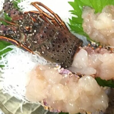 天然伊勢海老 1kg 天然まぐろのチャンジャセット お礼品詳細 ふるさと納税なら さとふる