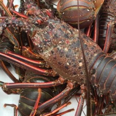 天然伊勢海老 1kg 天然まぐろのチャンジャセット お礼品詳細 ふるさと納税なら さとふる