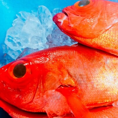 新鮮!!室戸日戻り金目鯛の煮付け(1尾)