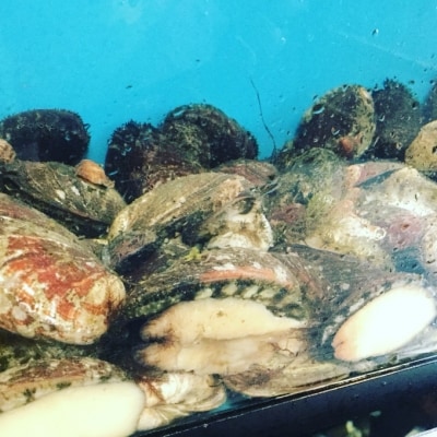 【先行予約】室戸獲れ!ながれこ(とこぶし)の室戸海洋深層水昆布塩レモン煮2パックセット