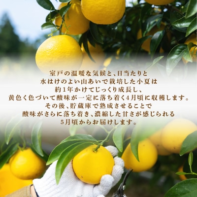 熟成　露地小夏　5kg