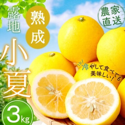 熟成　露地小夏　3kg | ふるさと納税のお礼品