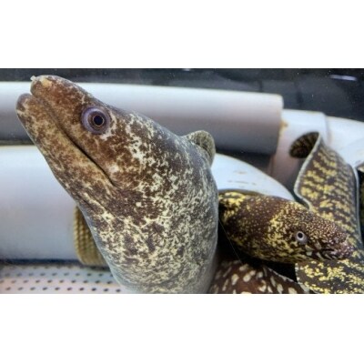 室戸産うつぼの干物セット お礼品詳細 ふるさと納税なら さとふる