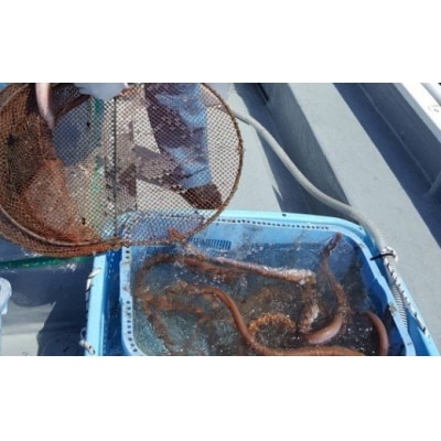 室戸からの招待状「海来に乗船していざ深海生物漁業体験」試食付