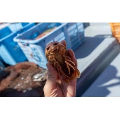室戸からの招待状「海来に乗船していざ深海生物漁業体験」試食付